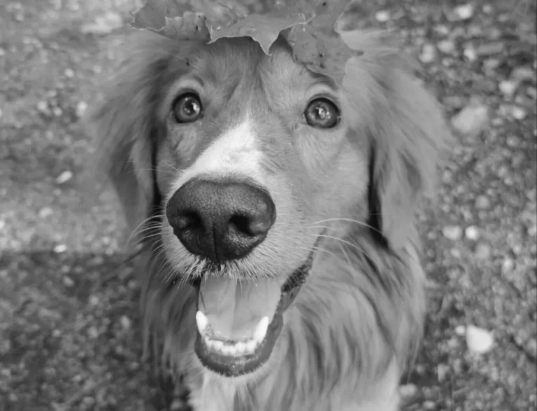 Black and white portrait of a Nova Scotia Duck Tolling Retriever called Juno